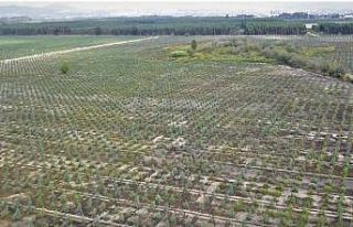 Mersin’de 2020 yılında bin 200 hektar alan ağaçlandırıldı