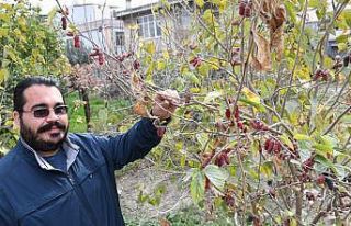Mersin’de dut ağacı Ocak ayında meyve verdi