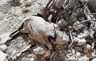 Mersin’de nesli tehlike altında bulunan 7 yaban...