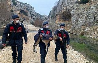 Mersin’de yaban keçisi yavrusu ormanda donmak üzereyken...