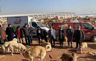 Milletvekili Taşdoğan sokak hayvanlarını unutmadı