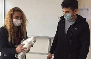 Misinaya dolanan martı, kurtarılarak tedavi edildi