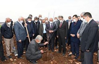 Model bahçede badem fidanları toprakla buluşturuldu