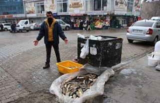 Murat Nehri’nde balık bolluğu