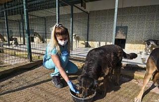 Muratpaşa Belediyesi’nden sokak kedileri için...