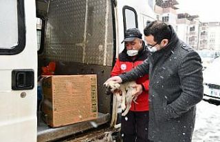 Mustafakemalpaşa’da can dostları için seferberlik