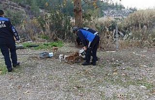 Mut’ta sokak hayvanları unutulmadı