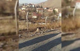 Nadir görülen vahşi hayvan ilçe merkezine indi