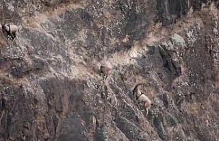 Nadir görüyorlardı, droneye yakalandılar