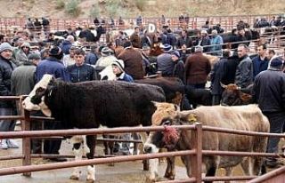 Nevşehir Hayvan Pazarı geçici olarak kapatıldı