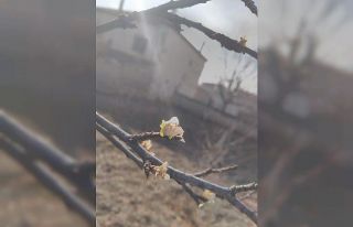 Ocak ayında erik ağacı çiçek açtı