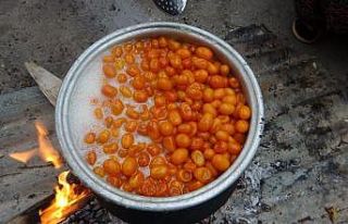 Odun ateşinde kazanlar kamkat reçeli için kaynadı