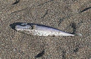 Olta balıkçılarının avlayıp denize attığı...