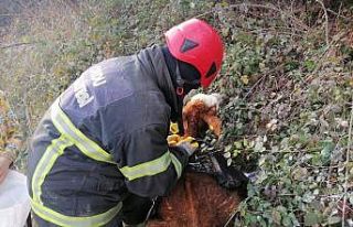 Ordu’da çamura saplanan buzağı operasyonu