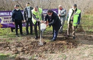 Ordu’da her ilçeye ayrı meyve