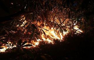 Ordu’da şiddetli rüzgar alevlere geçit veriyor