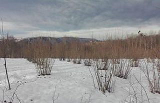 Ordu’daki kar yağışı, fındığın verimini...