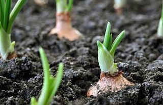 Organik tarım yüzde 46 arttı