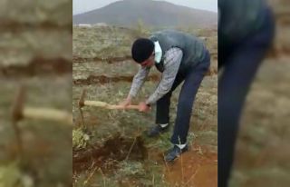 "Orman Dede" bu kez de 11 bin meşe palamudunu...