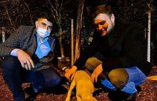 Osmancık’ta sokak hayvanları için kampanya başlatıldı