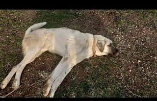 Otomobilin çarparak kaçtığı yaralı köpek jandarma...