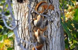 (Özel Haber) Erzincan’da belgeselleri aratmayan...