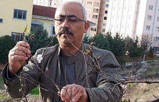(Özel) Havaların güzelliğine aldanan erik ağaçları...