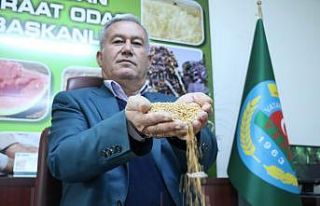 (Özel) İtalyan makarnasına buğday Gaziantep’ten