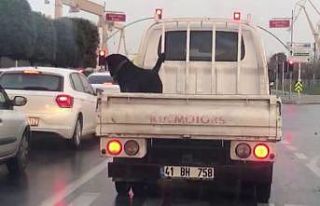 (Özel) Köpeğin 85 km hızla kamyonet kasasındaki...
