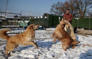 (Özel) Sahipleri tarafından terk edilen köpeklerin...