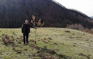 (Özel) Tek başına köyüne 2.5 ayda 10 bin kestane...