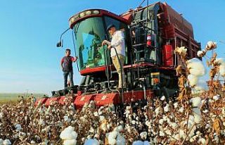 Pamuğun fiyatı, 1 lira 20 kuruşluk devlet desteği...