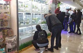 Pandemi döneminde evcil hayvanlara talep arttı