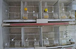 Petshoplarda satacak kuş kalmadı