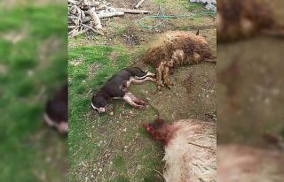 Pitbull 3 koyunu telef etti, 12’sini yaraladı