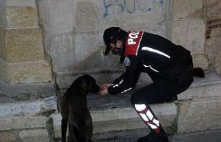 Polis ekipleri, eksi 10 derecede sokak hayvanlarını...