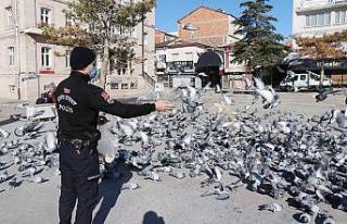 Polisin yemlediği güvercinler görsel şölen oluşturdu