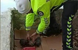 Polisten donmak üzere olan yavru köpeklere şefkat...