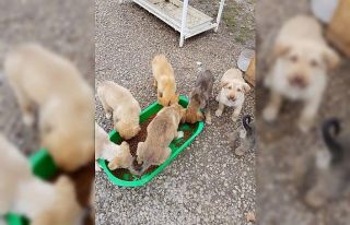 Pursaklar Belediyesi sokak hayvanlarına sahip çıkıyor