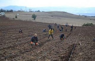 Reşadiye lavanta ile kalkınacak