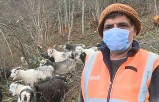 Rize’de 3 gündür kayıp olan 30 keçiden 23’ü...