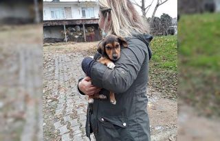 Rize’de sokak hayvanları ’Patiler kampanyası’...