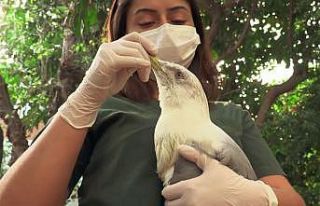Rus turistten sahilde bulduğu yaralı martıya yardım...