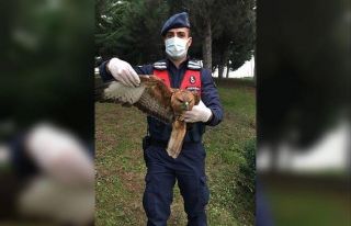 Saçma ile yaralanan şahini jandarma kurtardı
