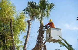 Sahildeki palmiyeler budanıyor