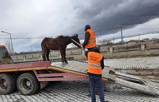 Sahipsiz Ata Akşehir Belediyesi sahip çıktı