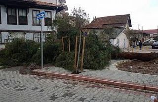 Sakarya’da şiddetli rüzgar ağacı devirdi, faciadan...