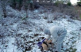 Salihli Belediyesi karlı havada sokak hayvanlarını...