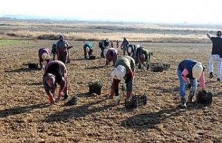 Salihli Ovası lavanta kokacak