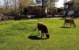 Samsun’da hırsızlar merada otlayan inekleri çaldı